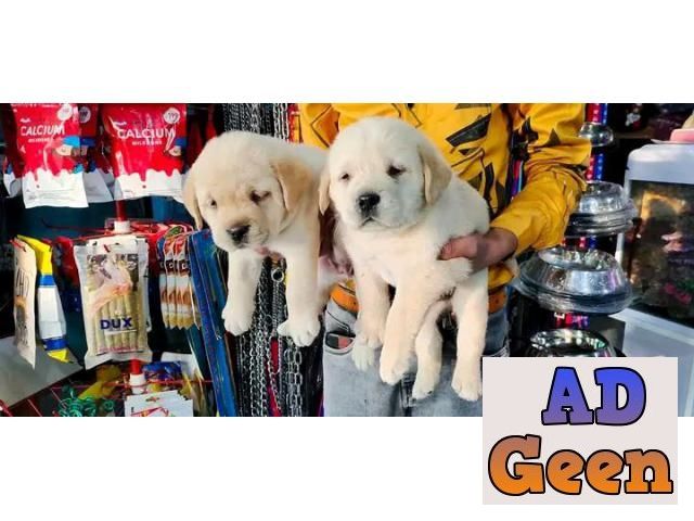 used Labrador chocolate color Male anf female whatsaap 8019630452 for sale 